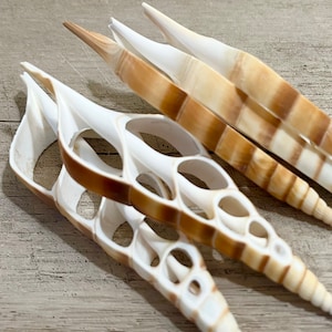 Seashells - Cut Tibia Shells - Set of 5 - 3.5&quot;-4&quot; White Sea Shells-Beach Wedding Decor-Beach Home Decor-Crafting Supplies-Sea Shell Bulk