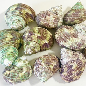 10 Hermit Crab Shells Green Turbo Shells Medium Size (1.5"-2" shells with 3/4"-7/8" opening)