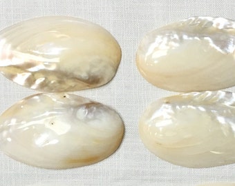 Seashells - Pearl Clam Shell - 3"-4" - Sold Individually - beach decor/coastal/seashell/sea shell