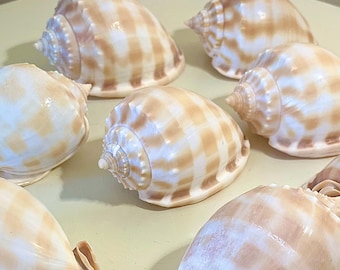 Checkered Phallium Seashells – Set of 2, Coastal Wedding Decor