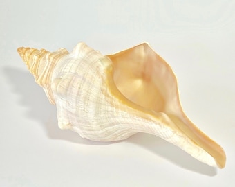 Seashells - Extra Large Horse Conch Shell - 10" -  FREE Shipping - Beach Decor Shells sea shells coastal nautical table decor display