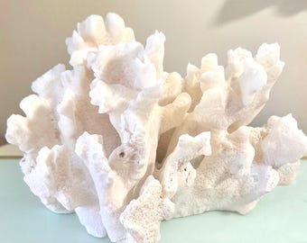 Cactus Coral (5"-8") Authentic Natural Real Sea Fossil Coastal Décor | Nautical Centerpiece|Tropical Centerpiece |Genuine Beach Real Coral