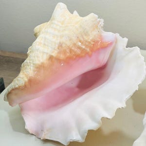 May include: A large conch shell with a creamy white exterior and a soft pink interior. The shell has a ruffled edge and a smooth, polished surface. The conch shell is a natural, decorative item.