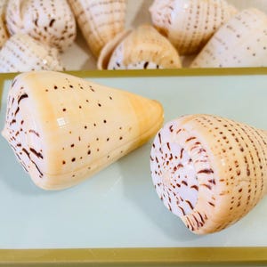 May include: Two cream-colored seashells with brown markings. The shells are cone-shaped and have a textured surface.