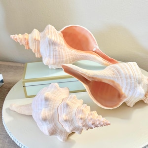 May include: Three large conch shells with a pale peach and white exterior and a smooth, light pink interior. The shells feature a spiral structure with pointed ridges along the surface, arranged on a round white tray with a beaded edge.