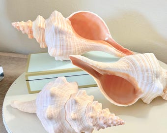 Large Genuine Horse Conch Shells (10"-12") – Coastal Display Decor