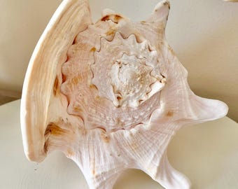 Large Natural Cassis Cornuta Shell – Coastal Wedding Centerpiece, Beach Decor