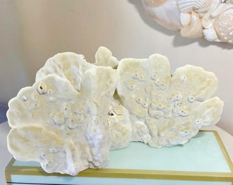 Authentic Fire Coral Fossil: Natural Coastal Decor, 35th Anniversary Gift (8.5"w x 5"d x 4.5"h)