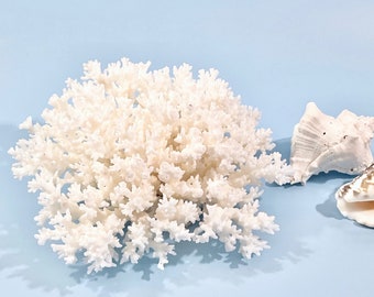 Natural Lace Coral  - coastal beach decor 35th anniversary real coral pieces beach wedding