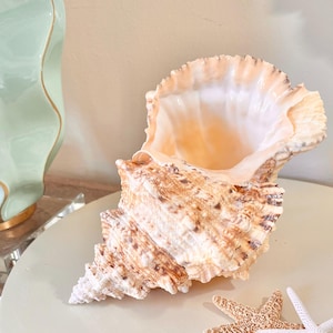 May include: A large, spiraled conch shell with a textured, tan and brown exterior and a smooth, pale peach interior. Beside the shell are two small starfish, one tan and one white, resting on a circular, light-colored surface.
