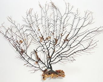 Sea Fan - Natural Black Sea Fan - coral, coastal, nautical, seashells, starfish sea life seafans