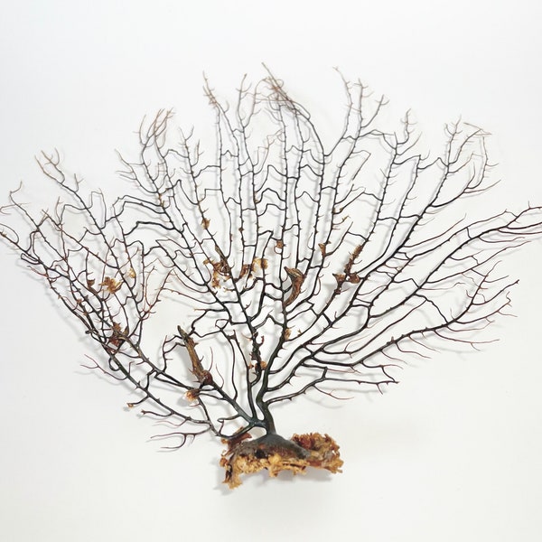 Sea Fan - Natural Black Sea Fan - coral, coastal, nautical, seashells, starfish sea life seafans