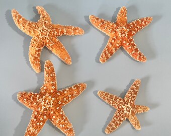 Starfish - Natural Sugar Starfish - Misshapen Set of Four - 3"-4"Star Fish Beach Wedding Coastal Nautical Real Starfish