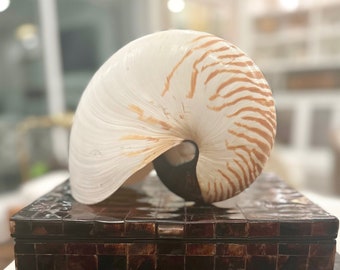 Natural Nautilus Shells - Rare Large - 7.5" Sold Individually
