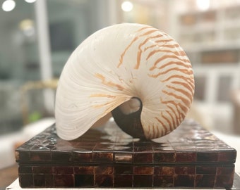 Natural Nautilus Shells - Rare Large - 7.5" Sold Individually