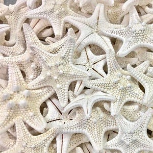 Starfish Tiny Knobby Starfish 12 Set of 10 Beach Decor Wedding Beach Parties Craft Shells Bulk Shells Star Fish image 1