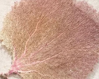 Natural Bahama Sea Fans – Coastal Beach Wedding Decor (#1)