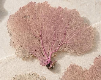 Natural Bahama Sea Fans – Coastal Beach Wedding Home Decor