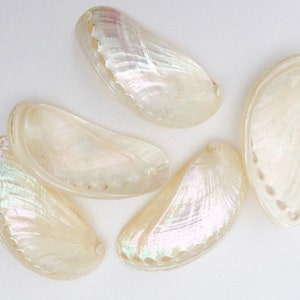 May include: Five iridescent, pearlescent seashells with a smooth, glossy texture. The shells are elongated and curved, with a delicate, scalloped edge. The shells have a subtle, shimmering quality.