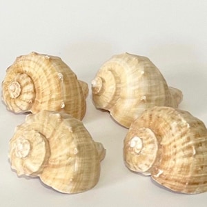 May include: Four beige seashells with a spiral shape. The shells are arranged in a cluster on a white background.