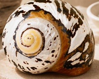 Large Polished Real Turbo Sarmaticus Shell - 3.5"-3.75" - beach decor coastal hermit crab seashell
