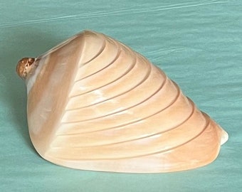 Seashell - Carved Voluta Nobilis Shell - 5"-6" - beach decor coastal sea shells nautical