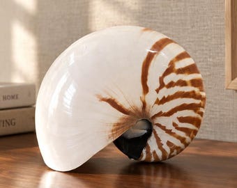 Authentic Polished Nautilus Shell (5.25") - beach coastal gift decor