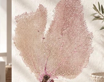 Natural Bahama Sea Fan (11" x 10") Coastal Beach Decor Purple