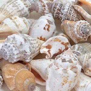 Shells - 20 Strombus Seashells - 1&quot; - 1.5&quot; Beach Home Decor-Sea Shells Bulk-Sea Shells