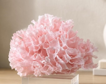 Rare Fan Lace Coral Creation  (6"w x 4"d x 4"h) - Pink beach and coastal decor genuine coral