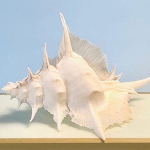 REAL Alabaster Murex Seashell  5"   Sea Shell Seashell Collectors Specimen Display Beach Coastal Décor White