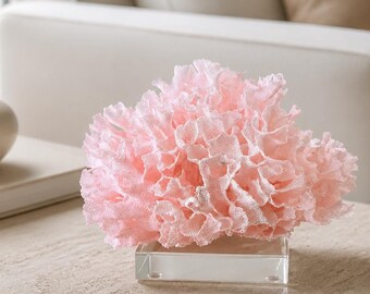 Rare Fan Lace Coral Creation  (6"w x 4"d x 4"h) - Pink beach and coastal decor genuine coral
