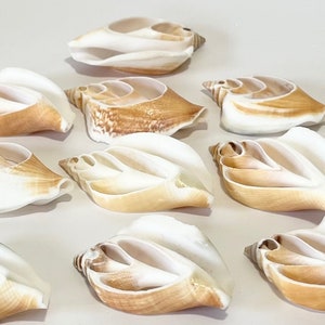 Shells - 10 Strombus Canarius Cut Seashells 1.5&quot;-2&quot; - Beach Home Decor-Sea Shells Bulk-Sea Shells-Coastal Decor