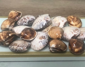 Wampum Quahog Clam Shell Jewelrygrade Purple Quahog EACH Half Shells Rare