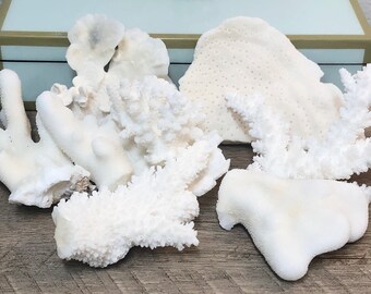 Real Coral Etsy