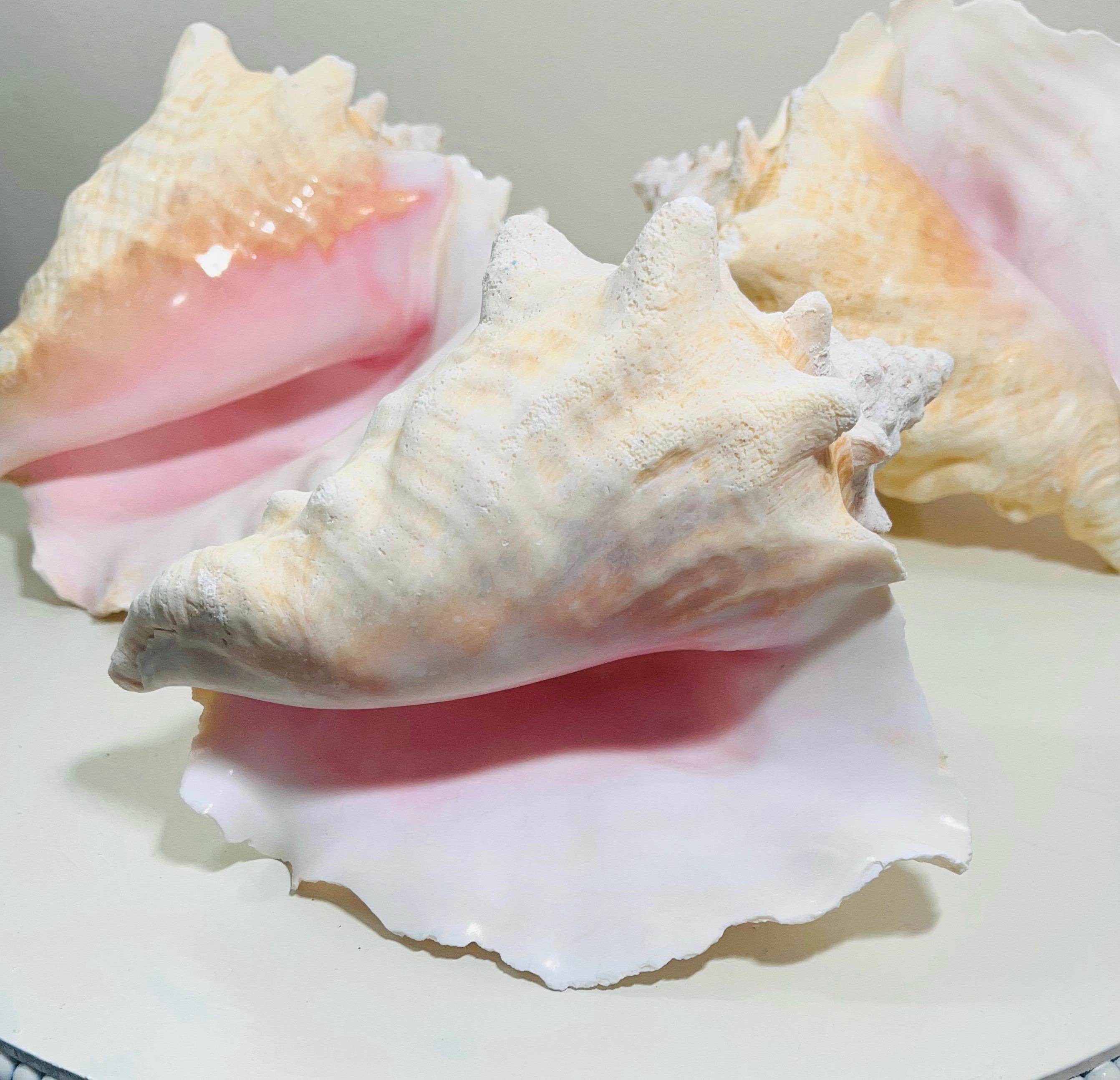 Pink Conch Shell Cooked Bahama Pink Conch Shells 6