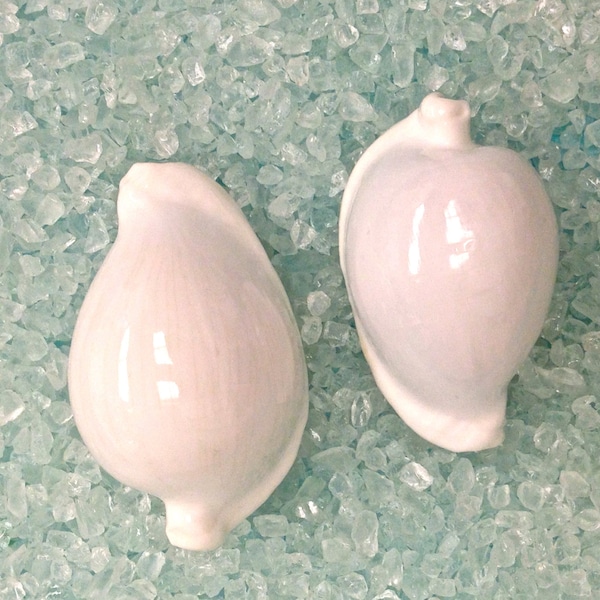 Seashells - White Egg Cowrie Shells 2.5"-3" - Set of 2 - Shell Supply - Beach Wedding Decor - Craft Supplies - Bulk Shells