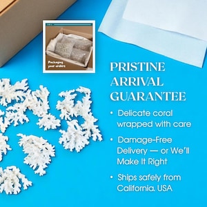 GENUINE LACE CORAL – Choose Size, Natural Coral Pieces for Beach Wedding Decor, Nautical Crafts, Coastal Styling, Ocean Theme Supplies 画像 6
