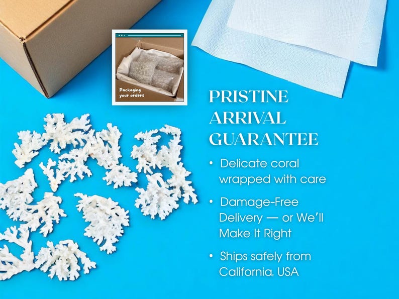 GENUINE LACE CORAL – Choose Size, Natural Coral Pieces for Beach Wedding Decor, Nautical Crafts, Coastal Styling, Ocean Theme Supplies 画像 6