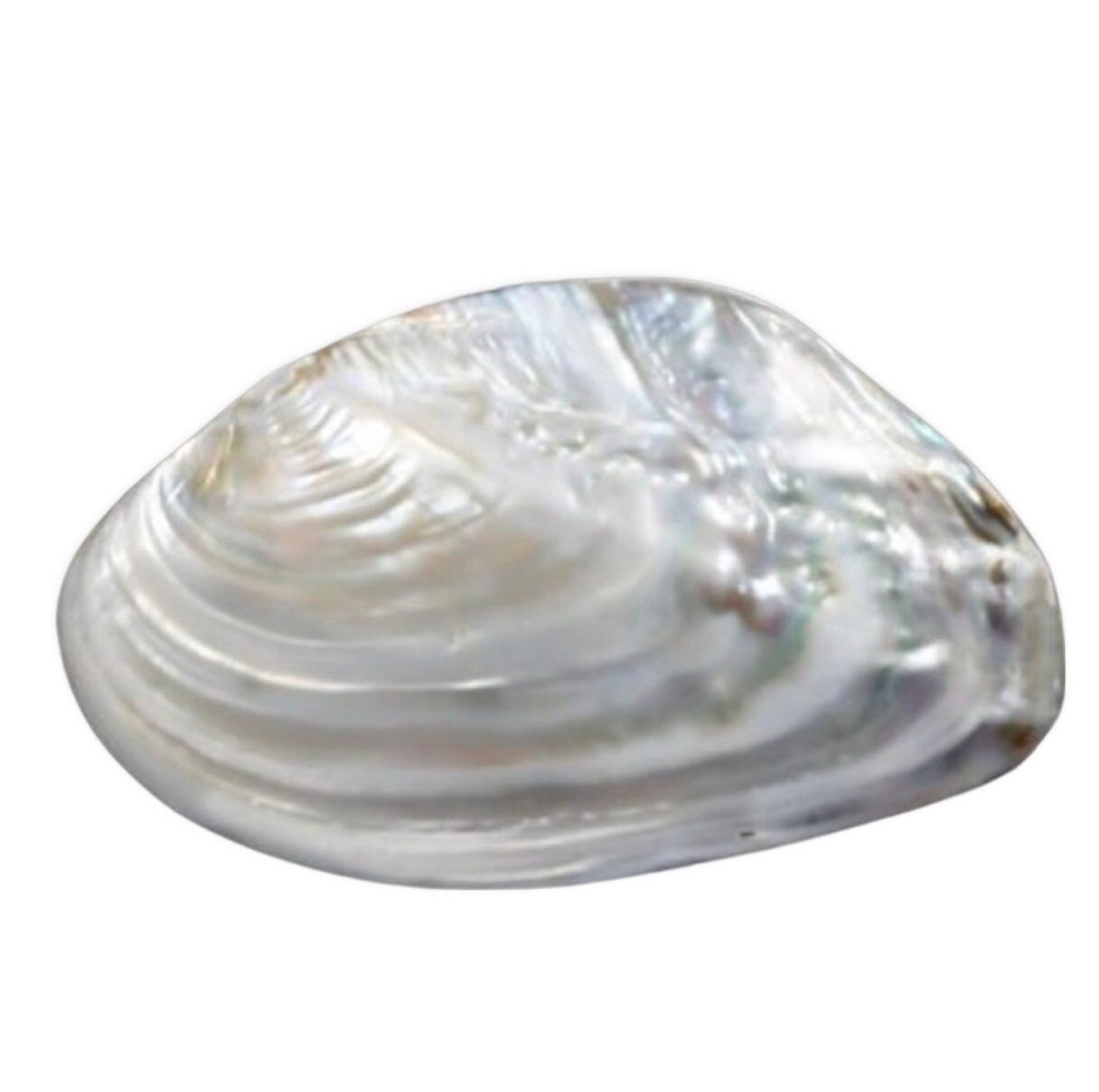 Grandes conchas de almeja de perlas