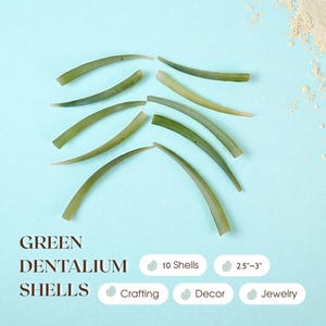 Green Dentalium Shells – Set of 10 Real Tusk Shells for Beach Home Decor, Ocean Theme Crafts, Coastal Jewelry Making, Bulk Sea Shell Supply