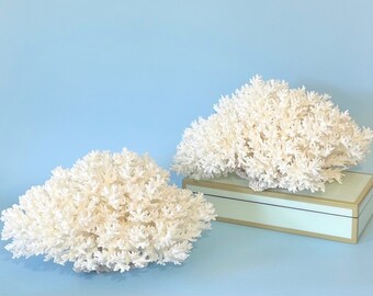 Natural Lace Corals - Very Large - Sold Individually - real coral coastal beach decor 35th anniversary real coral pieces beach wedding