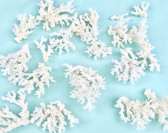 Natural Lace Coral  -  Choose Sets of 1.5"-2.5", 2.5"-3" or 3"-4" - coastal beach decor 35th anniversary real coral pieces beach wedding