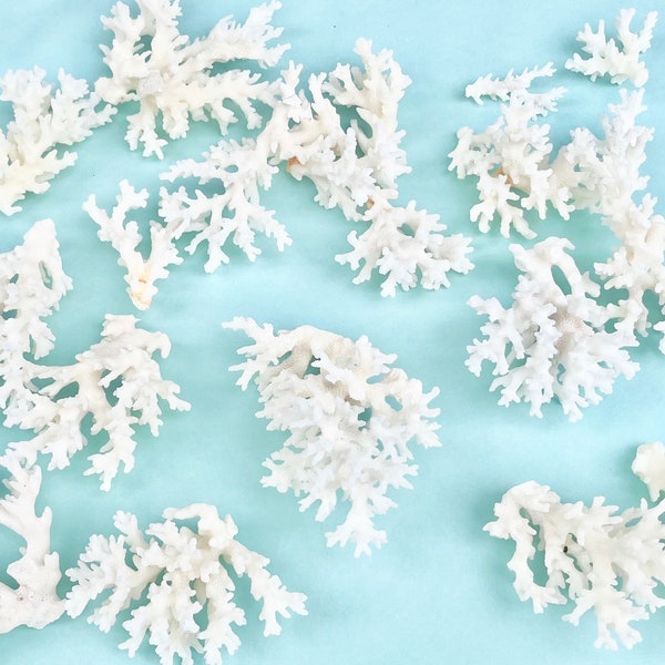 Natural Lace Coral  -  Choose Sets of 1.5"-2.5", 2.5"-3" or 3"-4" - coastal beach decor 35th anniversary real coral pieces beach wedding