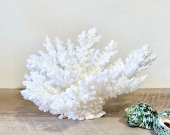 Beach Decor - Natural Coral - Sold Individually - Coastal Decor 35th Anniversary Gift Real Nautical