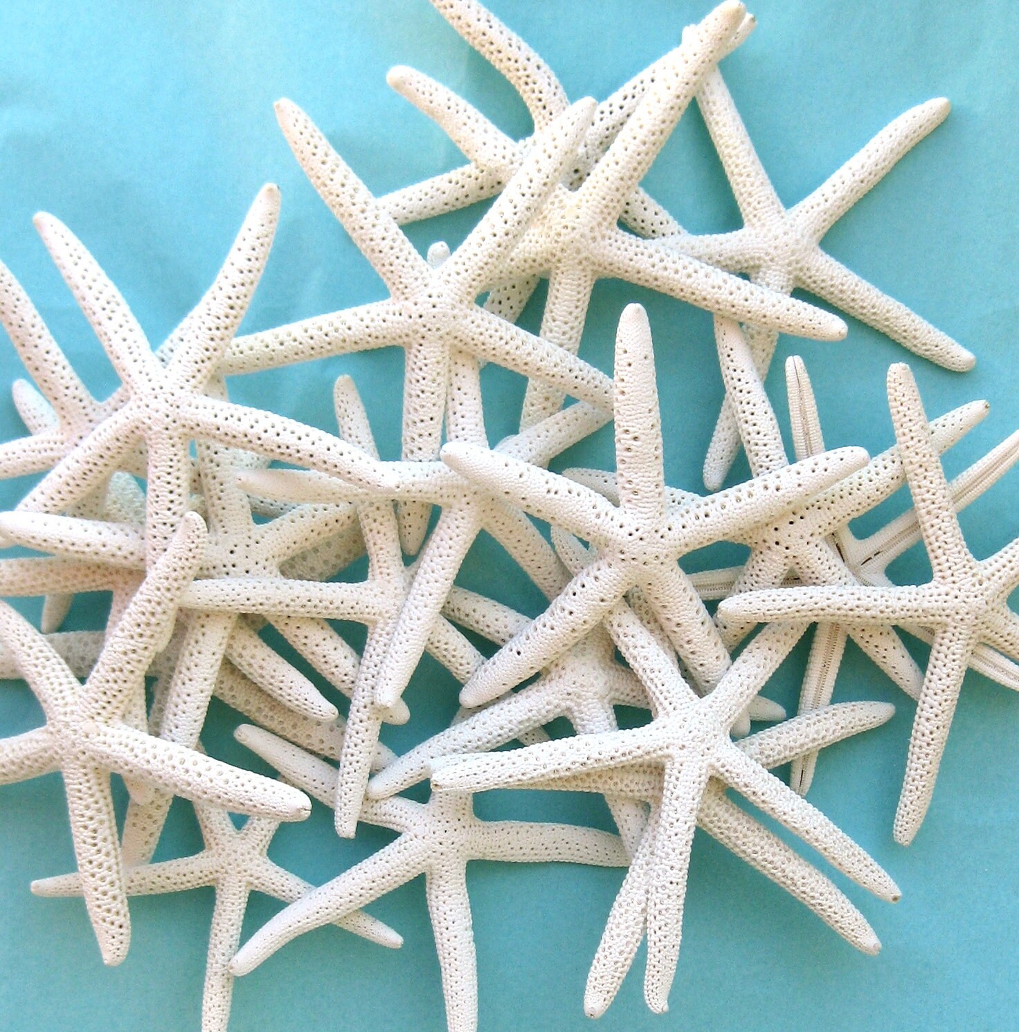 Beach Decor 24 Natural Starfish 45 Top Etsy