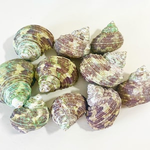 10 Hermit Crab Shells Green Turbo Shells Medium Size (1.5"-2" shells with 3/4"-7/8" opening)