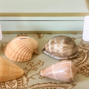 100 Seashell Place Card Holders Beach Weddings, Beach Showers, Beach Dinners Coastal sea shells image 2