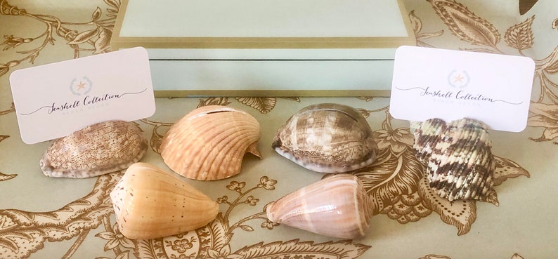 100 Seashell Place Card Holders Beach Weddings, Beach Showers, Beach Dinners Coastal sea shells image 2