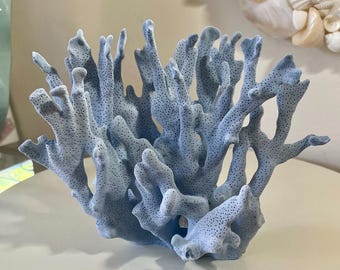 Blue Ridge Coral - Sizes 4"-8" Authentic Natural Real Coastal Beach Décor